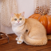 Cat and Pumpkin