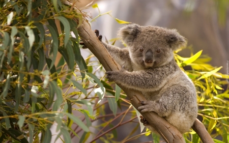 Koala - bear, koala, Australia, tree