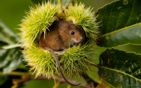 Mouse in Chestnut - rodent, animal, small, mouse, chestnut