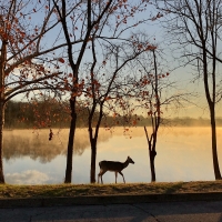 Deer by Lake