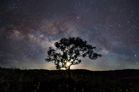 Lone tree on top of hill in Black Earth, WI