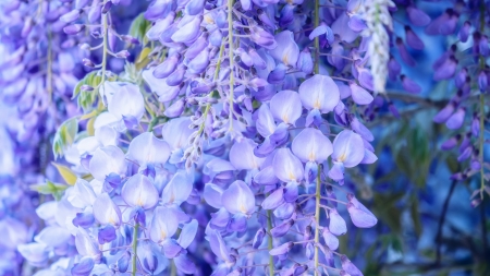 Wisteria - blue, summer, wisteria, skin, flower