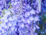 Wisteria