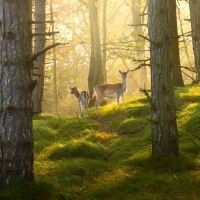 Deer in Forest