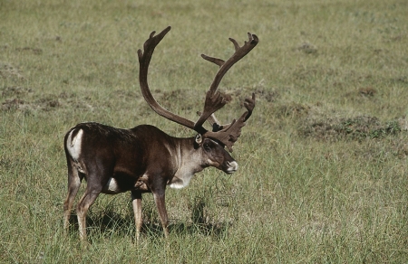 caribou