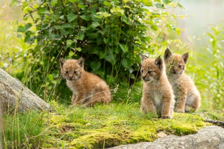 Eurasian Lynxs, Norway - outdoors, mammals, norway, lynx, animals