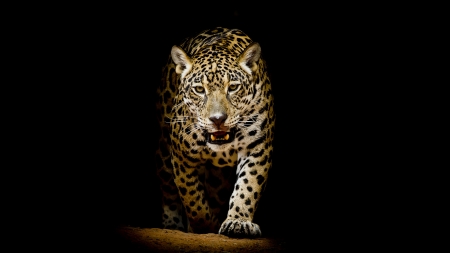 Leopard - cats, shadows, leopard, animals