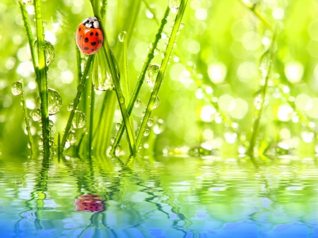 Ladybug - drops, grass, sky, water