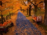 Autumn road