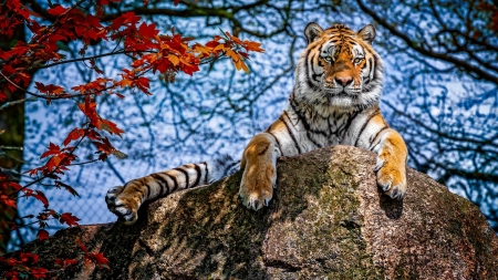 Tiger - stone, blue, rock, tiger, animal, toamna, paw, autumn, red, view from down, tigru, leaf, sky