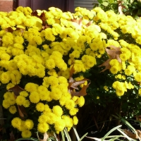 Yellow Mums