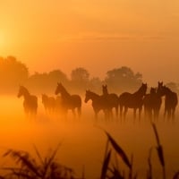 Horses Sunset