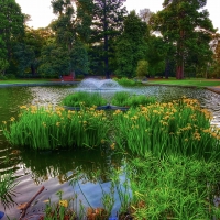 Lake with Yellow flowers