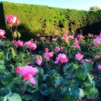 Hot Pink Roses