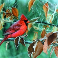 Red Bird in Autumn