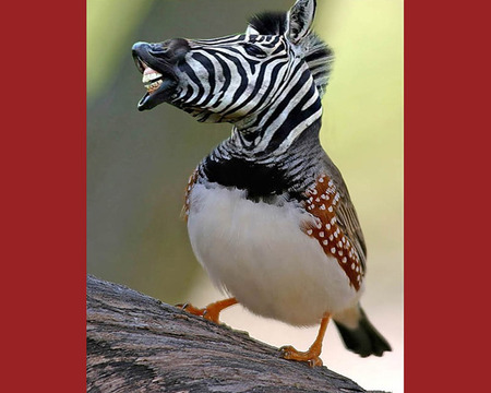 ZebraFinch - zebra, abstract, animals, funny, wierd, finch