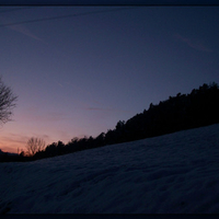 Dark trees in sunset