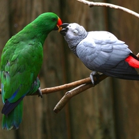 Birds In Love