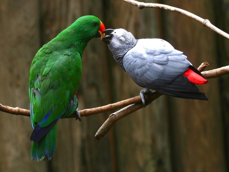 Birds In Love