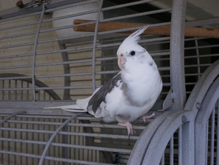 cockatiel - cockatiel, birds