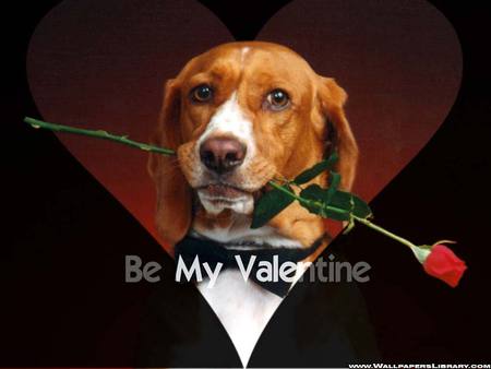 Be My Valentine - love, february 14, dog, tux, valentine, rose