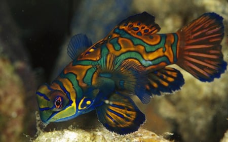 Colourful Fish - fish, ocean, marine life, colourful