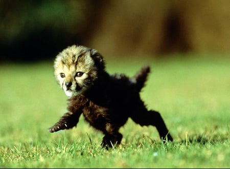 Cheetah - cheetah, run, cub, baby