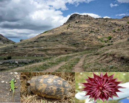 Macin ,Dobrogea - clouds, turtle, macin, lizard, route, flowers, terrapin, mountains, sky