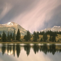 PINE TREES AT RIVERBANK