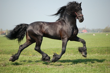 Monte The Friesian - horses, black horse, friesians, friesland, animals