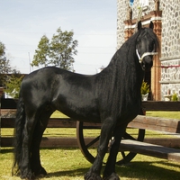 Friesian Stallion