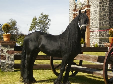 Friesian Stallion - horses, black horse, friesians, friesland, animals