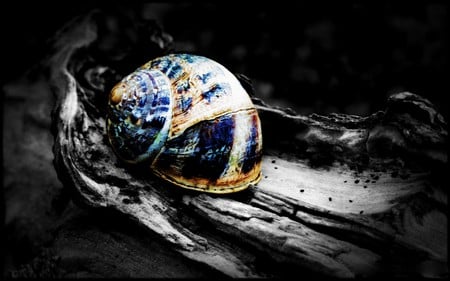 I'M A BEAUTY TOO! - photography, manipulation, colored, twilight, photo, snail