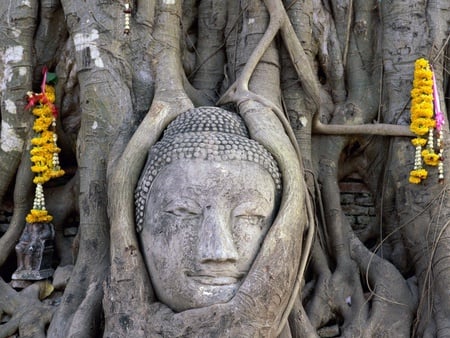 Thailand - india, thailand, nature, buddha