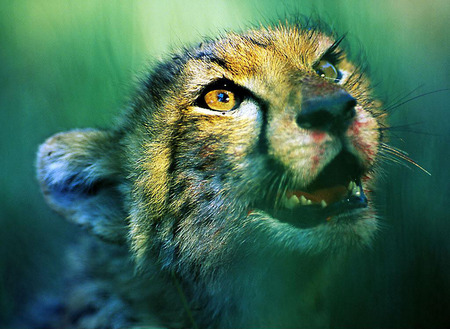 cheetah-king - cheetah, looking, animal, nature, king, prey