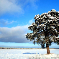 SNOW TREE