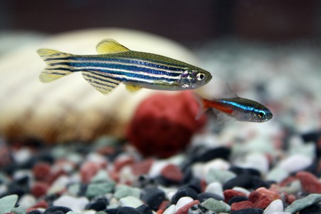 Zebra Fish - zebra, water, aquarium, zebra fish, fish