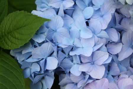 Blue - flower, blue