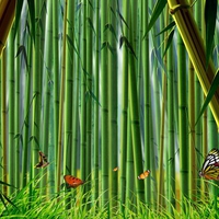 bamboo forest