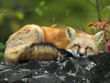 a sleepy day - sleeping, redfox