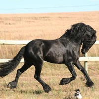 Erwin the Top Friesian