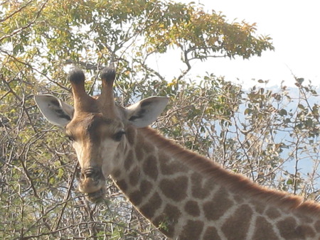 Giraffe at Kruger - kruger eating, face, giraffe