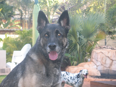 Two dogs - zinzan, penny, alsation, beautiful, dalmation, dogs