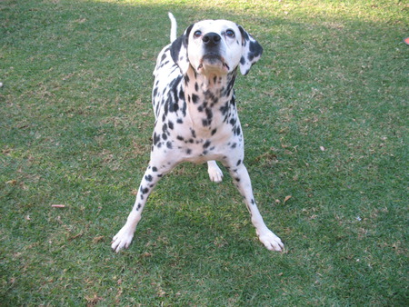 Keep your eye on it! - alsation, dalmation, dogs, beautiful, penny, zinzan