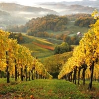 Vineyards in Austria