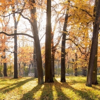 Park in Russia