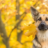 Fall German Sheperd