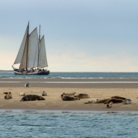 Sailboat and Seals