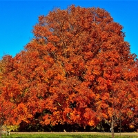 Minnesota Arboretum