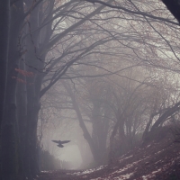 raven flying in winter forest